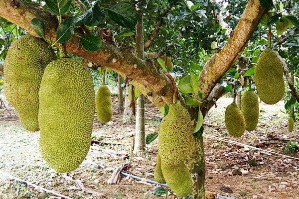 四季菠萝蜜四季都能结果吗，管理得当是可以四季开花结果