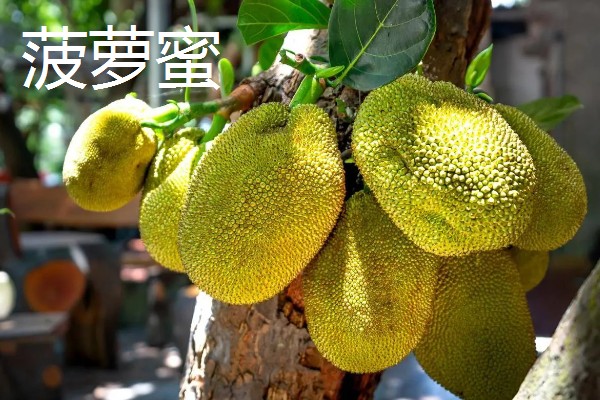 四季菠萝蜜四季都能结果吗，管理得当是可以四季开花结果