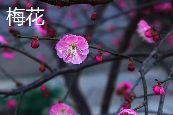 最名贵的花卉，常见的有梅花、牡丹花等