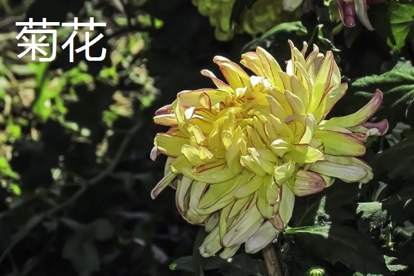 最名贵的花卉，常见的有梅花、牡丹花等