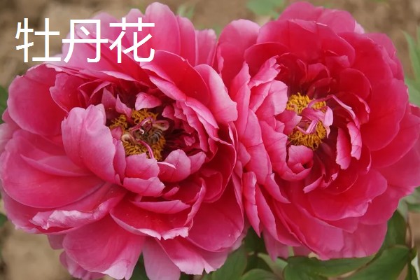 最名贵的花卉，常见的有梅花、牡丹花等