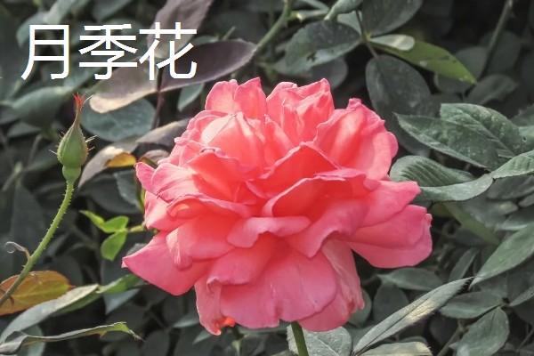 最名贵的花卉，常见的有梅花、牡丹花等