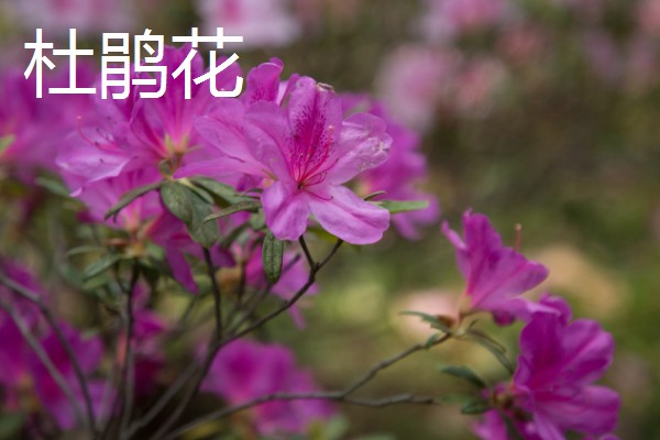 最名贵的花卉，常见的有梅花、牡丹花等