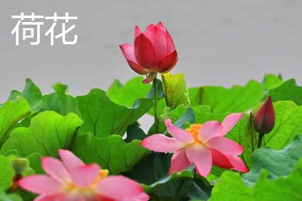 最名贵的花卉，常见的有梅花、牡丹花等