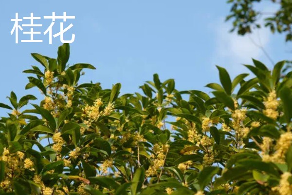 最名贵的花卉，常见的有梅花、牡丹花等