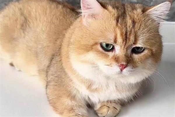 猫鼻支有哪些症状，发病初期体温明显升高