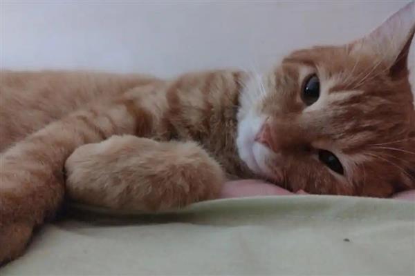 猫鼻支有哪些症状，发病初期体温明显升高