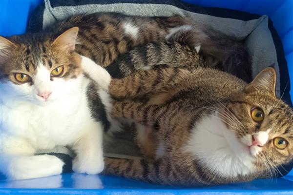 猫鼻支有哪些症状，发病初期体温明显升高