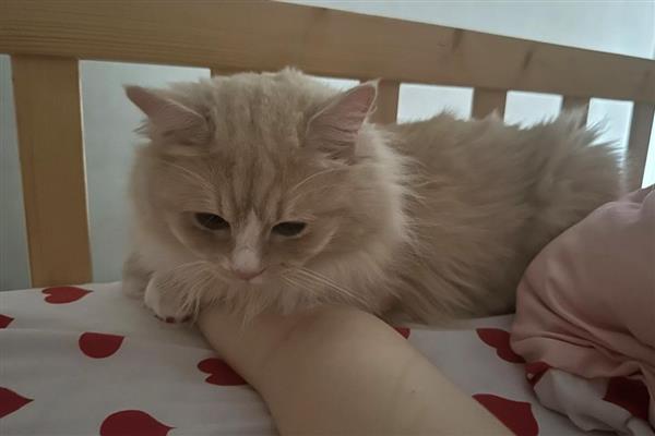 猫鼻支有哪些症状，发病初期体温明显升高