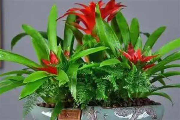 鸿运当头的品种介绍，是一种观赏型室内装饰植株
