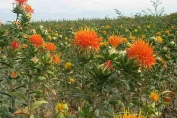 红花要用什么土种植，选择排水良好透气性又强的沙壤土