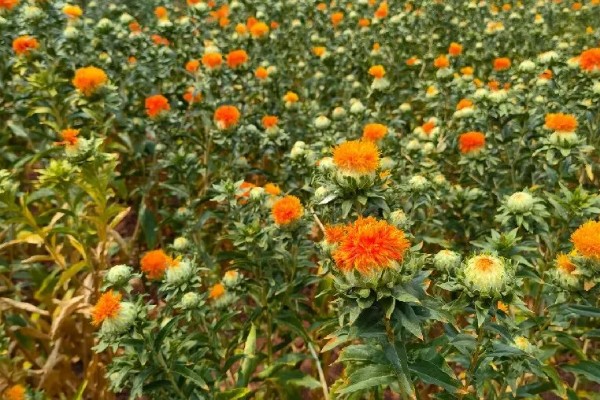 红花要用什么土种植，选择排水良好透气性又强的沙壤土