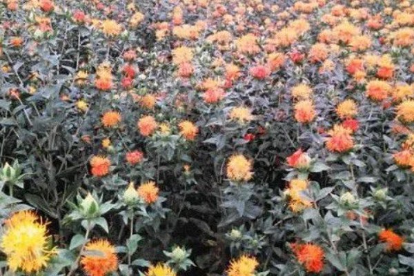 红花要用什么土种植，选择排水良好透气性又强的沙壤土