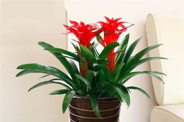 鸿运当头的品种介绍，是一种观赏型室内装饰植株