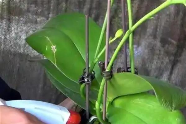 蝴蝶兰烂根如何让它快速生根，需将腐烂的部位全部剪掉