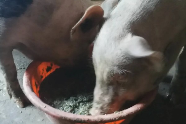 猪不愿吃食喂什么可以开胃，可以用葡萄糖溶液开胃