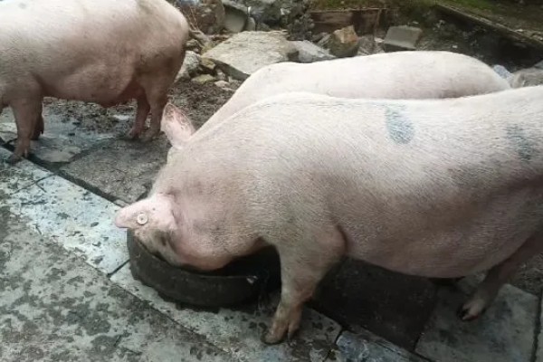 猪不愿吃食喂什么可以开胃，可以用葡萄糖溶液开胃