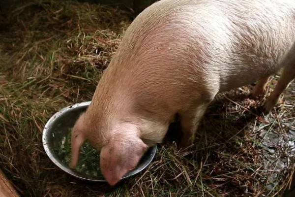 猪不愿吃食喂什么可以开胃，可以用葡萄糖溶液开胃