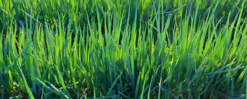 大葱的种植技术，秋季十月上旬播种为佳