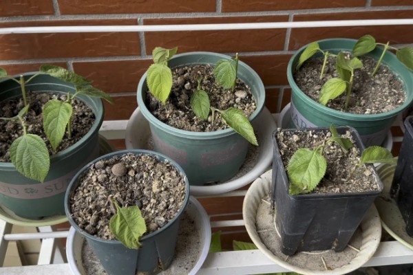 五色梅能不能扦插，扦插繁殖可提高成活率