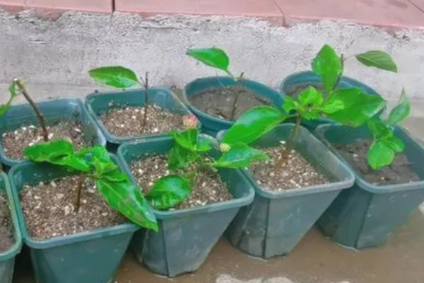 五色梅能不能扦插，扦插繁殖可提高成活率