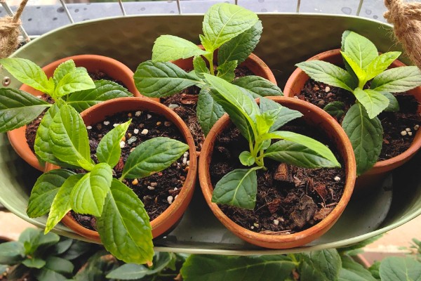 五色梅能不能扦插，扦插繁殖可提高成活率