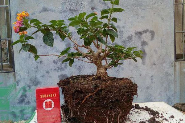 五色梅能不能扦插，扦插繁殖可提高成活率