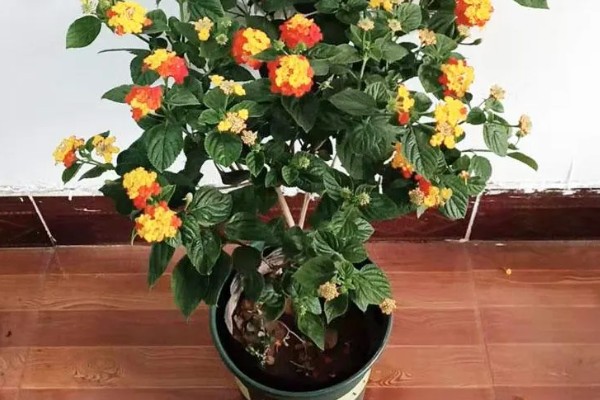 五色梅能不能扦插，扦插繁殖可提高成活率