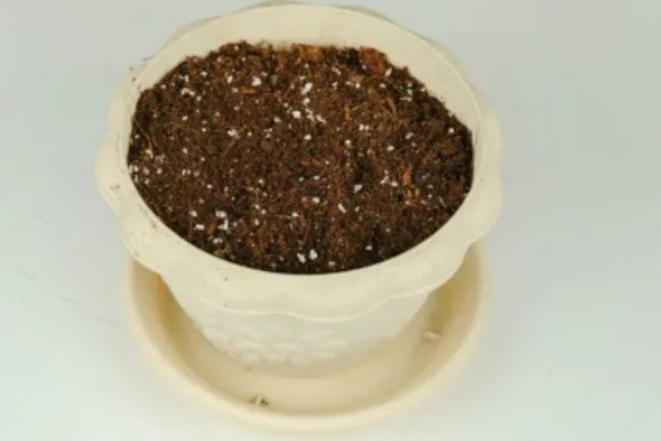 五色梅能不能扦插，扦插繁殖可提高成活率