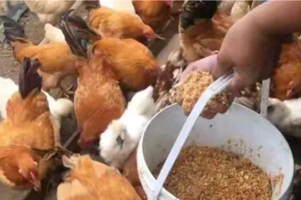 养鸡适合喂什么配方饲料，一般用玉米、小麦、骨粉等材料进行搭配