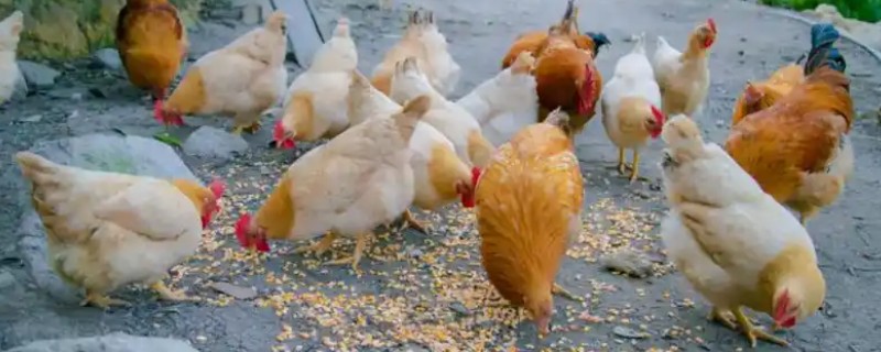 养鸡喂什么食物长得快，可以饲喂能量饲料、蛋白质饲料等