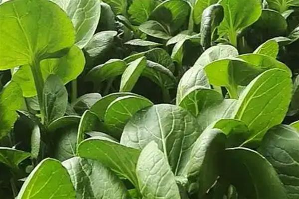 白菜型油菜品种分类，分为北方小油菜、南方油白菜