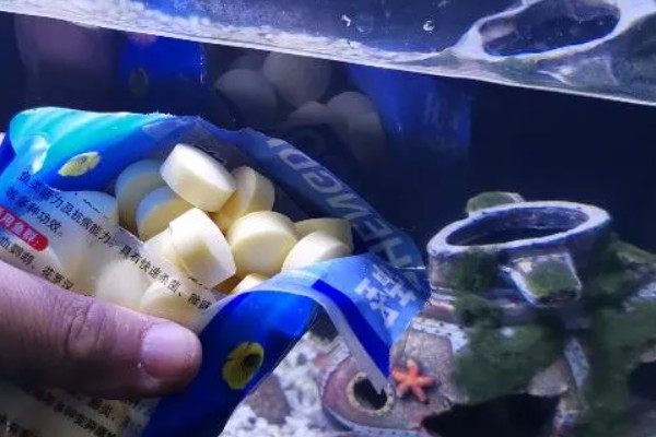 观赏鱼白点病如何治，首先要做的就是换水