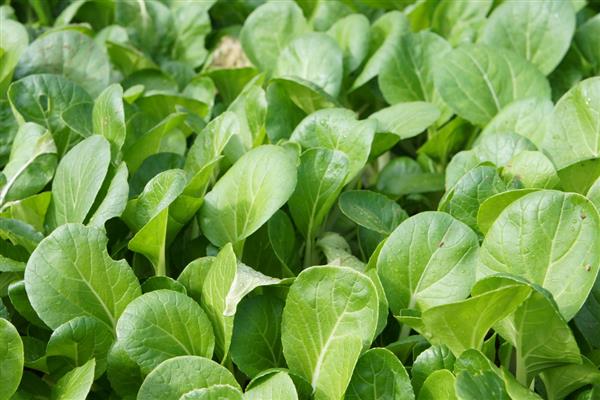 白菜型油菜品种分类，分为北方小油菜、南方油白菜