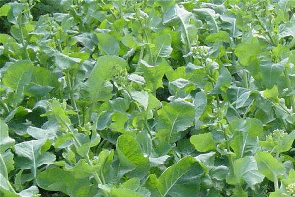 白菜型油菜品种分类，分为北方小油菜、南方油白菜