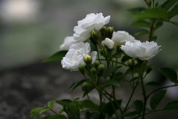 蔷薇的花语，不同颜色和品种的花语不同