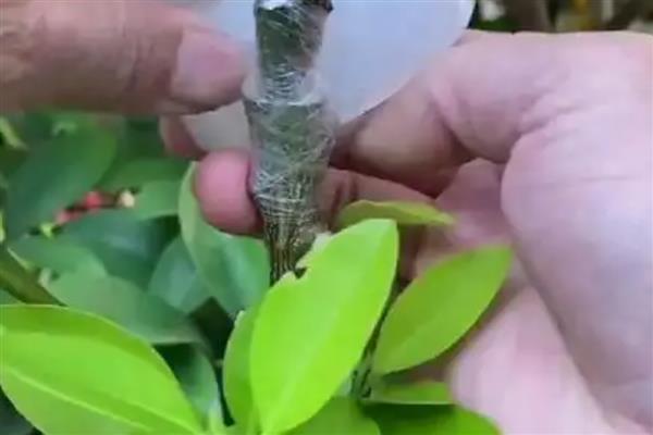 橘子树的耐寒温度，可耐寒-9℃