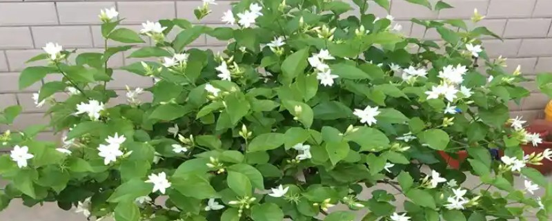 怎么种茉莉花，常用扦插方式来繁殖