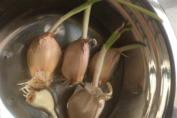 大蒜种子要浸泡后种植吗,种植前需要浸泡