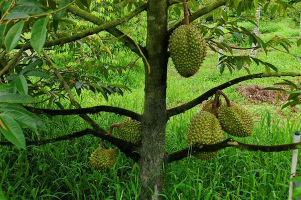 榴莲是长在树上还是地上,榴莲长在树上