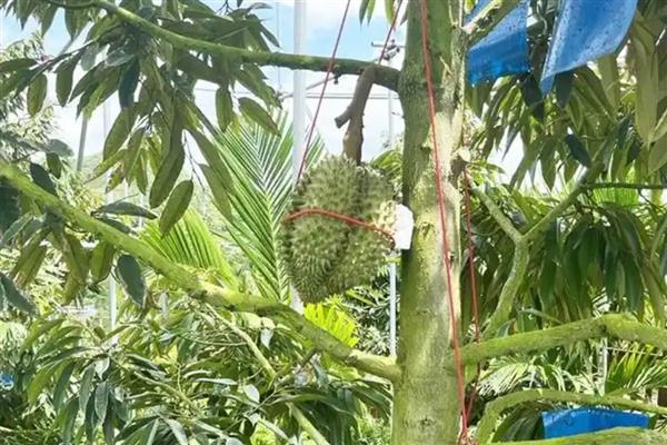 榴莲是长在树上还是地上,榴莲长在树上