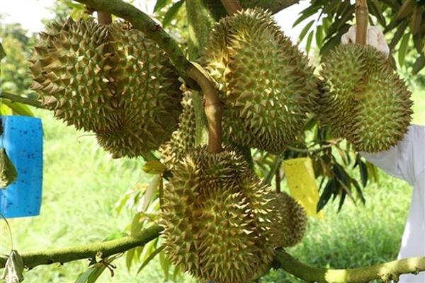 榴莲是长在树上还是地上,榴莲长在树上