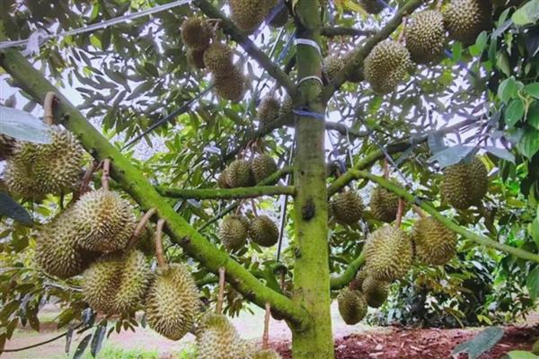 榴莲是长在树上还是地上,榴莲长在树上