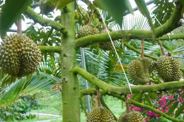 榴莲是长在树上还是地上,榴莲长在树上