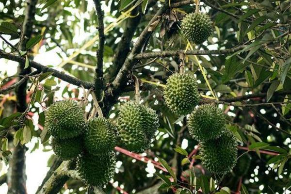 榴莲是长在树上还是地上,榴莲长在树上