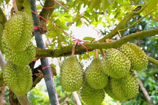 榴莲是长在树上还是地上,榴莲长在树上