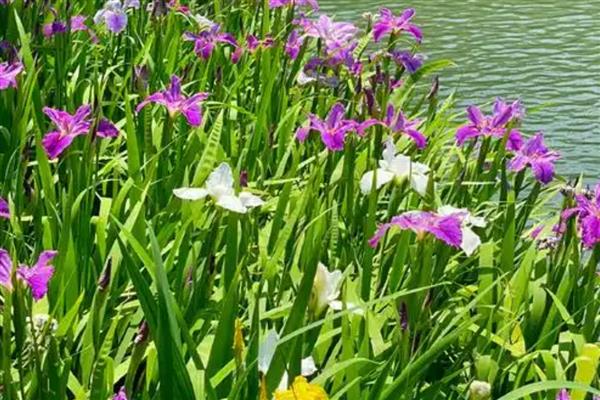 水生花卉的常见品种，常见的有花菖蒲、碗莲等