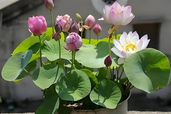 水生花卉的常见品种，常见的有花菖蒲、碗莲等