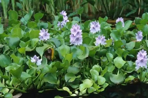 水生花卉的常见品种，常见的有花菖蒲、碗莲等