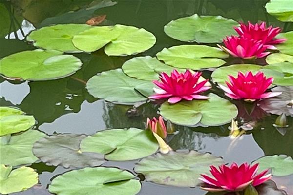 水生花卉的常见品种，常见的有花菖蒲、碗莲等